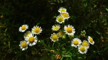 Yellow and green 