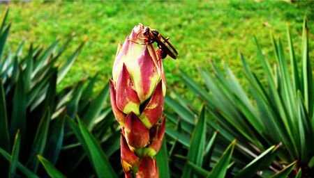Insects - wasp and sisal の写真素材