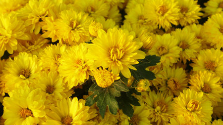 Plant - yellow chrysanthemums open and competitive