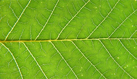 Green leaves of plants fine lines