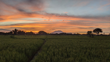 Sunset over rice field and mountain in Central Java, Indonesia.