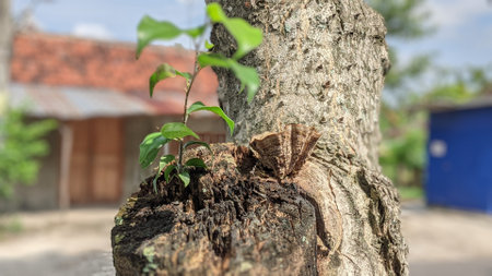 Tree sprout growing from the trunk of a tree in a garden