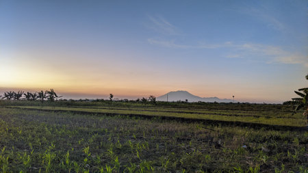 Sunrise over rice field in Central Java, Indonesia. Sunrise over rice field.