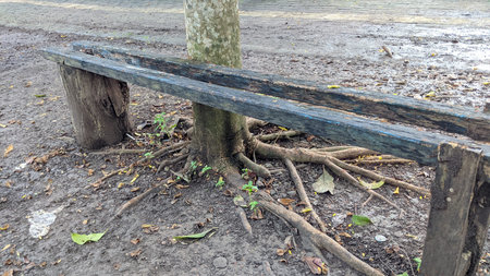 wooden bench in the park with tree roots and grass on the ground