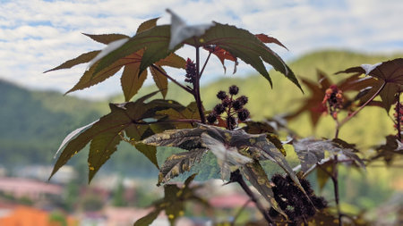 Ricinus coggygria, also known as castor oil, is a species of flowering plant in the family Rosaceae.の写真素材