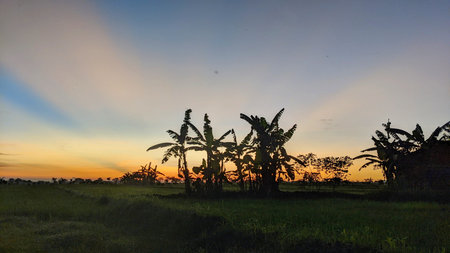 Sunset in the countryside of Sri Lanka, with banana trees.