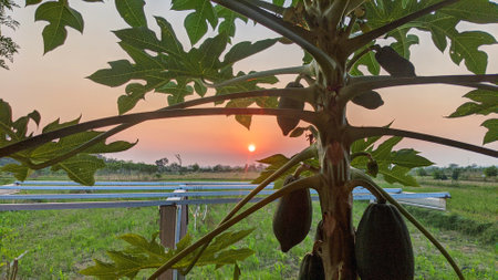 Papaya tree with ripe fruits in the field at sunrise.の写真素材