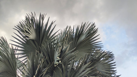 Fan palm, the leaves are large and fan-shaped, with a dark green color. They create a dramatic...