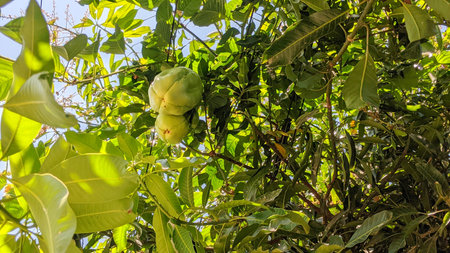 Erbis or passion fruit jumbo is a plant species from the Passifloraceae family. This plant produces...