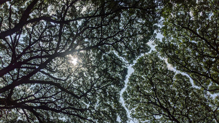 Sunlight filters through dense tree canopy, creating a textured pattern against the bright sky....