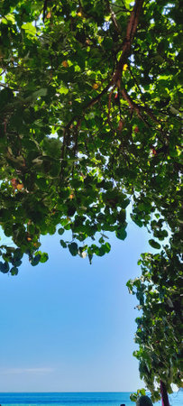 Green leaves frame a bright blue sky and a sliver of ocean. The shot is from a low angle,...
