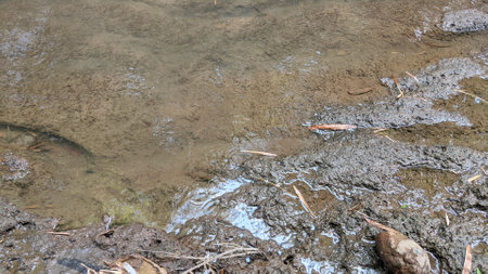 Close-up of murky, muddy river water with visible ripples and debris, flowing alongside a wet, dark...