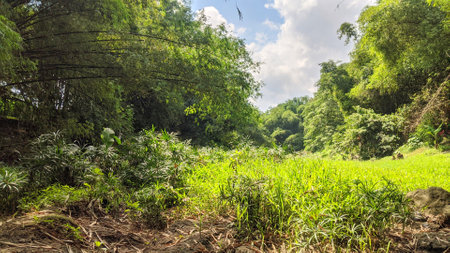 Lush green valley with dense bamboo forests on the slopes and a bright, grassy clearing in the foreground under a cloudy sky..の写真素材