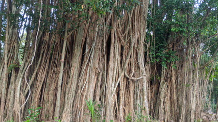 A dense wall of aerial roots from a large banyan tree, creating a curtain of brown textures, with lush green foliage visible at the top and sides.の写真素材