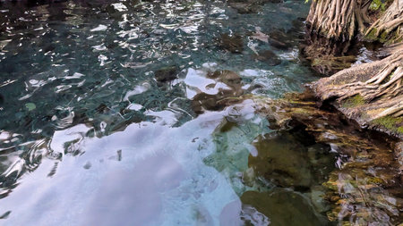 A serene image of crystal-clear water with gentle ripples, revealing a rock and light-colored bottom. On the right, gnarled tree roots create a natural edge to the water.の写真素材