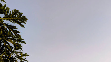 A clear, pale sky dominates with a glimpse of vibrant green papaya leaves on the left, hinting at a...