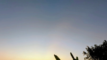 A clear sunrise sky fades from pale blue to a soft orange glow, with silhouetted treetops at the bottom and a single bright point, likely a star.の写真素材
