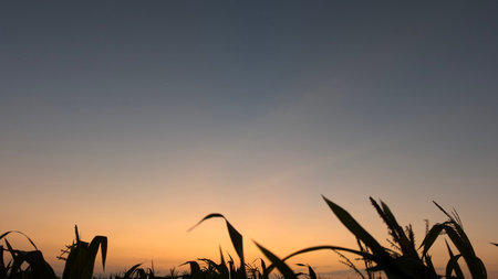 A sunrise sky in Indonesia, transitioning from deep blue to vibrant orange, forms a serene backdrop...