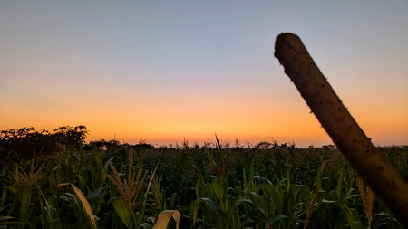 A vibrant sunrise sky with hues of orange and blue casts a glow over a field of tall green corn stalks, with a blurred foreground element on the right.の写真素材