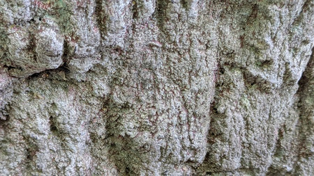 Query successful

A close-up, high-angle view of rugged tree bark with deep grooves and a rough,...