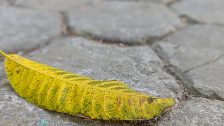 A vibrant yellow-green leaf with visible veins lies on a textured gray paving stone path, captured...