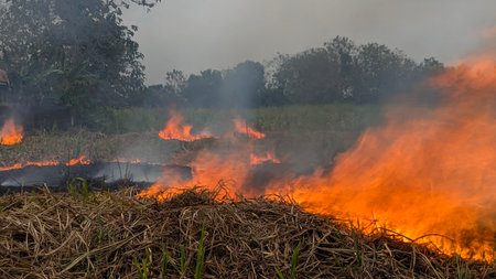 A dramatic field fire with brilliant orange flames consuming dry brush and straw. The fire is widespread, with plumes of gray smoke rising into the hazy sky, obscuring the surrounding trees and fieldsの写真素材