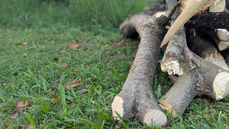 A portrait-style close-up photo focuses on two large, cut wood logs resting on green grass. The logs are thick and textured, with a blurry background of grass and scattered leaves.の写真素材