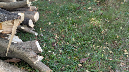 A high-angle photo shows a pile of freshly cut wood logs on the left side of the frame. The logs...