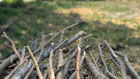 A ground-level photo shows a small pile of thin, cut wood branches and logs. The background is a blurry mix of grass and dirt, with the focus on the textured wood pieces in the foreground.の写真素材