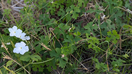 Lush green foliage and vines with several small, white flowers. The plants have distinctly shaped...