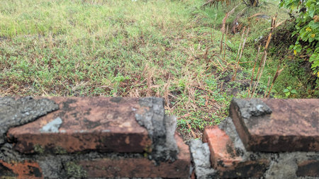 A low-angle view from behind a brick wall. A large patch of unruly grass and weeds is visible just beyond the wall. The rough textures of the brick and the natural vegetation create a simple contrast.の写真素材