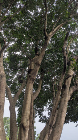 A vertical low-angle shot captures multiple thick tree trunks soaring toward the sky. Lush green...