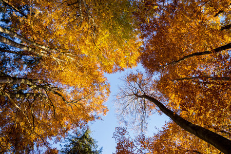 Autumn colorsの写真素材