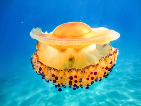 Cassiopeia Cothylorizaの写真素材