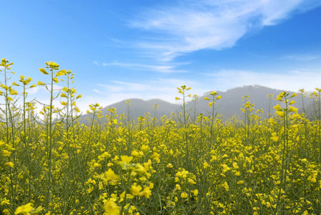 rape field の写真素材