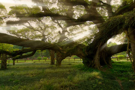 Banyan tree under the sunの写真素材