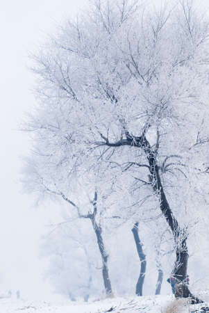 tree in winterの写真素材