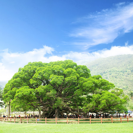 banyan tree on blue skyの写真素材