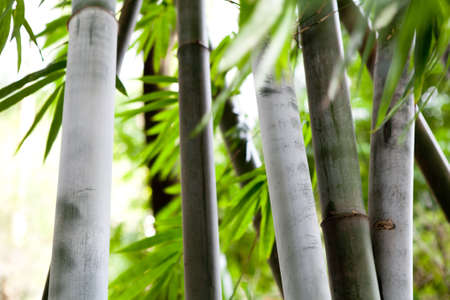 bamboo forest の写真素材