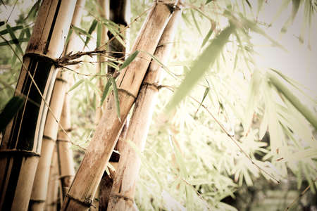 bamboo forest の写真素材