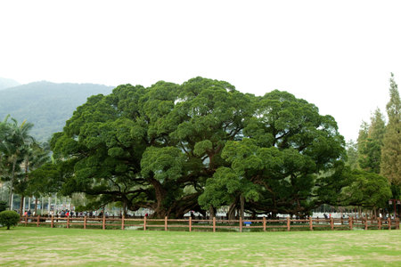 banyan tree