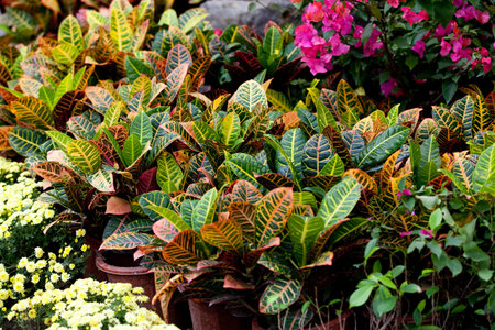 Beautifil colored leafs 