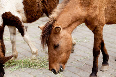 eating horseの写真素材