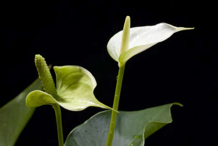 beautiful flowersの写真素材