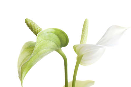 beautiful flowersの写真素材