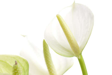 beautiful flowers の写真素材