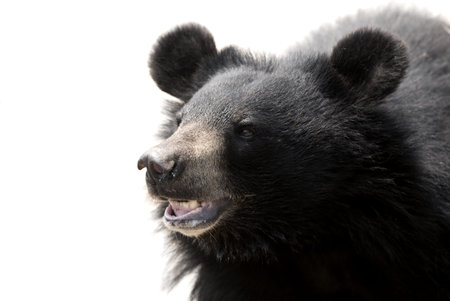 black Bear