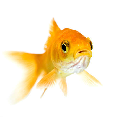 golden fish in waterの写真素材