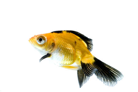 golden fish in waterの写真素材