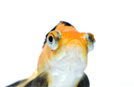 golden fish on white background 